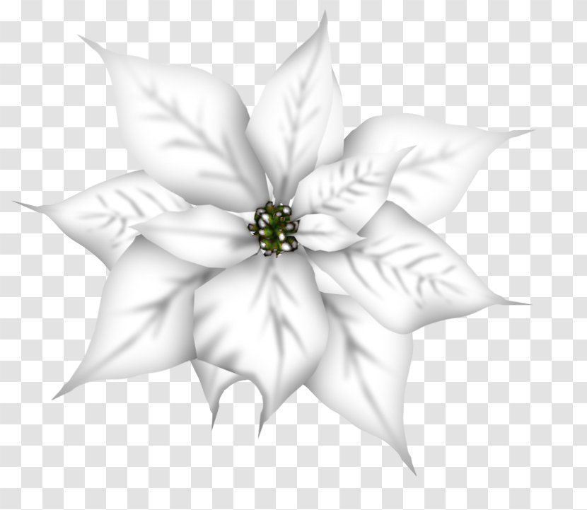 Petal White Cut Flowers Flowering Plant Transparent PNG