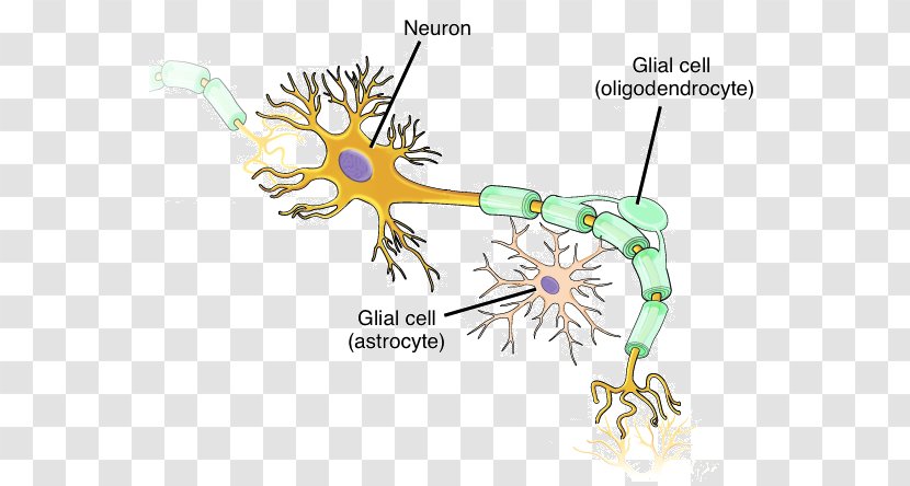 Neuron Nervous System Cell Neuroglia Tissue - Silhouette - Trash Transparent PNG
