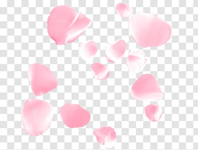 Petal Flower Beach Rose Google Images - Damask Transparent PNG