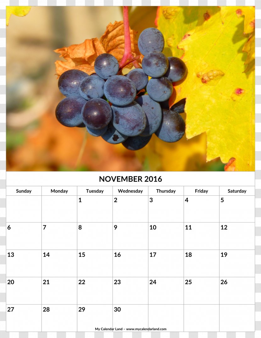 Common Grape Vine Wine Seed Oil Fruit - Table - Irregular Border Transparent PNG