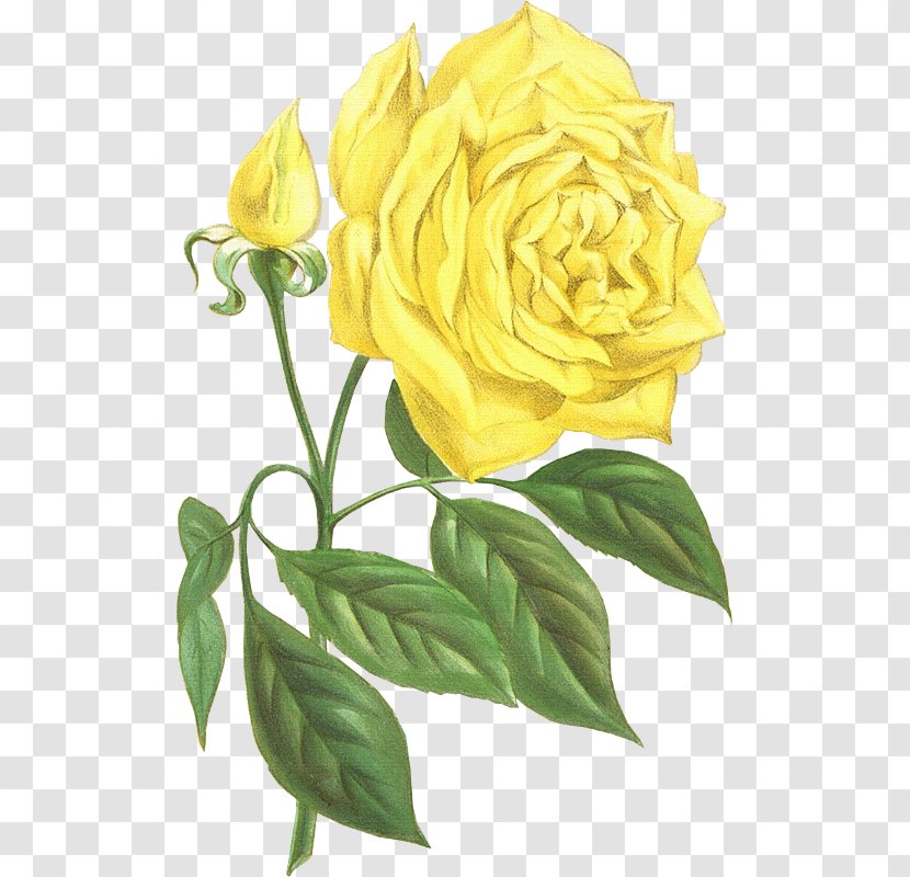 Garden Roses Yellow Cut Flowers - Beach Rose - Flower Transparent PNG