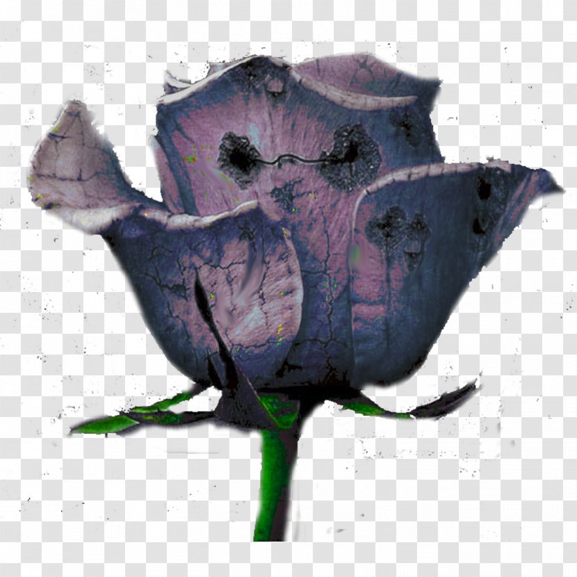 Wildflower - Rose Family - Squid Transparent PNG
