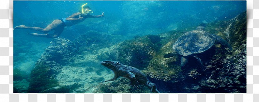 Loggerhead Sea Turtle Coral Reef Underwater - Marine Invertebrates Transparent PNG