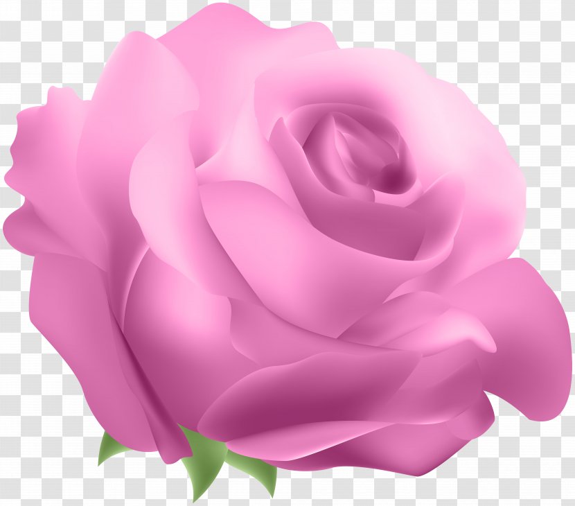 Blue Rose - Garden Roses - Deco Pink Clip Art Transparent PNG