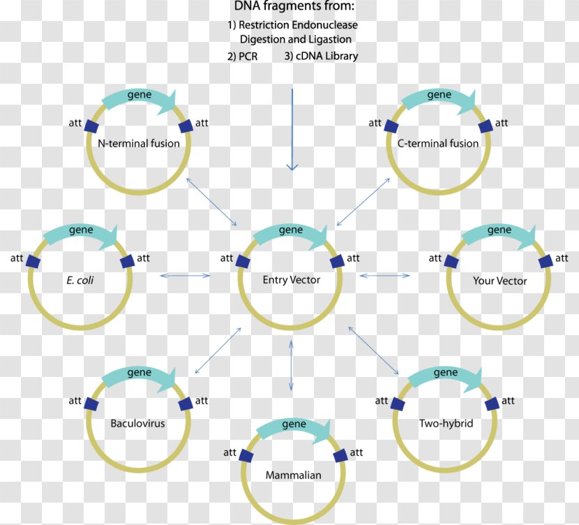 International Genetically Engineered Machine Gateway Technology Cloning Vector Transparent PNG