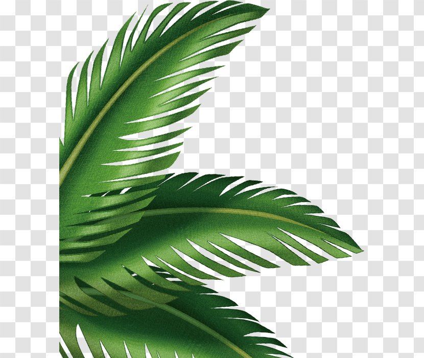 Leaf Arecaceae Clip Art - Arecales - Palm Leaves Transparent PNG
