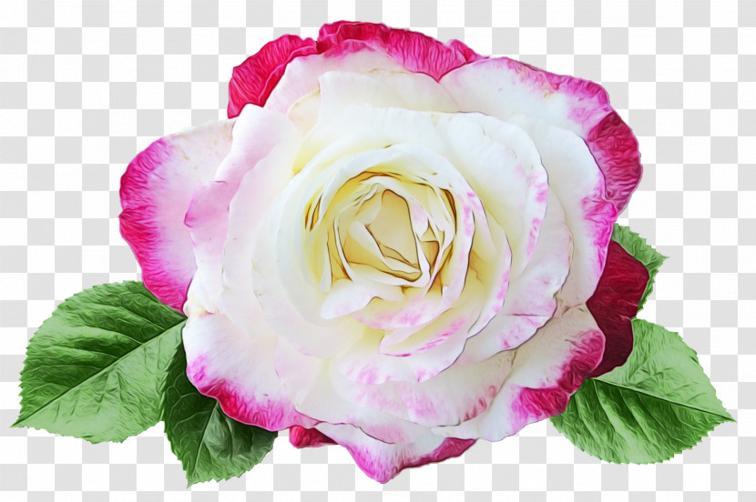 Garden Roses Transparent PNG