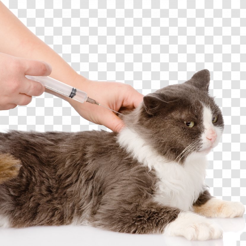 Cat Dog Vaccine Feline Vaccination - Snout - Veterinary Transparent PNG