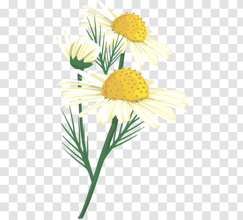 Oxeye Daisy Chrysanthemum Floral Design Roman Chamomile Cut Flowers - Yellow Transparent PNG