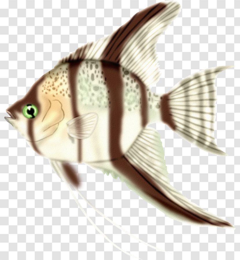 Shark Ornamental Fish - Whitefish - Hand-painted Transparent PNG