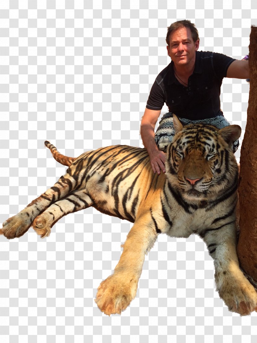 Tiger Temple Big Cat Animal - Elephantidae Transparent PNG
