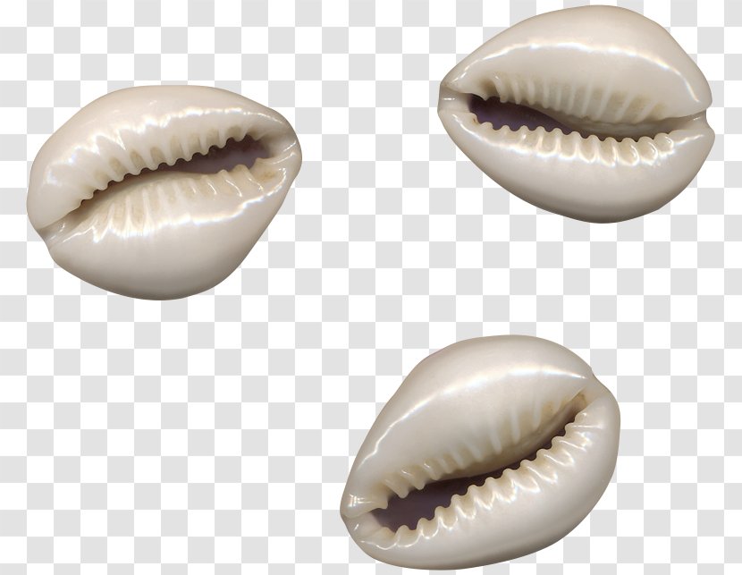 Seashell - Material - Jaw Transparent PNG