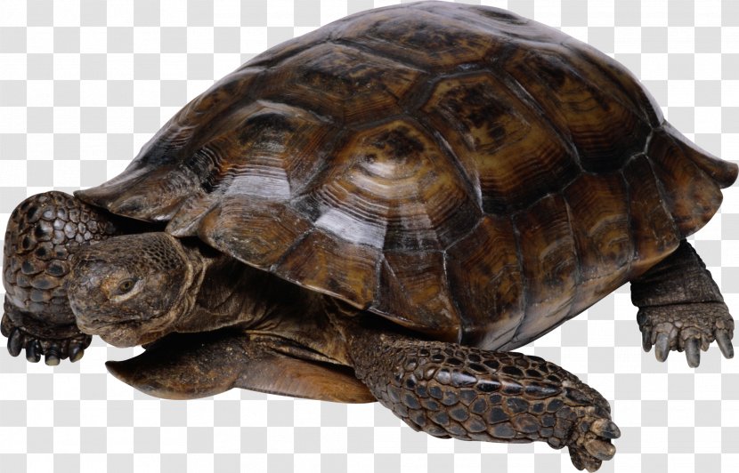 Turtle Reptile Tortoise - Pet Transparent PNG