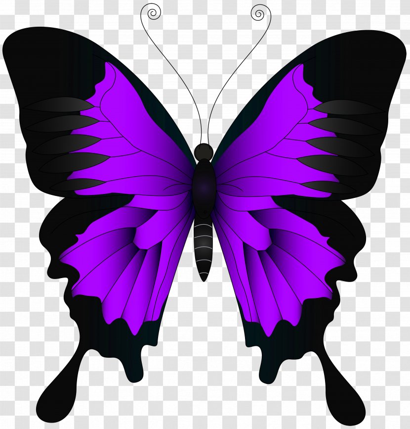Butterfly High-definition Video Wallpaper - Art - Purple Clip Image Transparent PNG