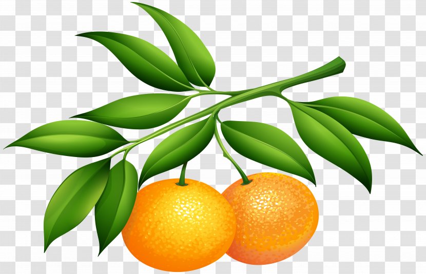 Soft Drink Lemonsoda Tangerine Clip Art - Orange - Tangerines Image Transparent PNG