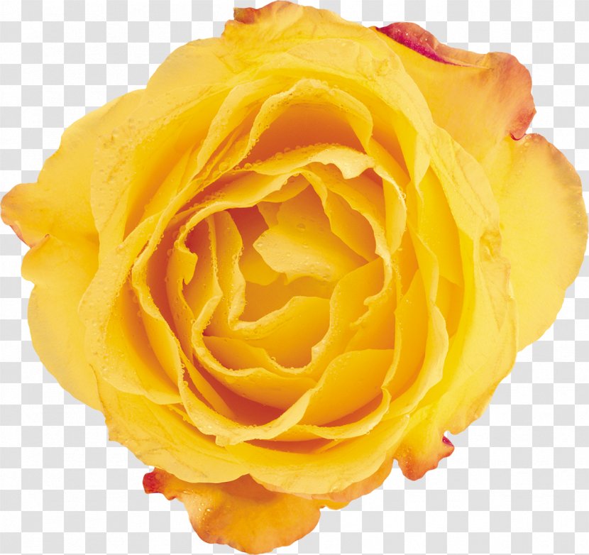 Beach Rose Yellow Flower Petal Garden Roses - Family Transparent PNG