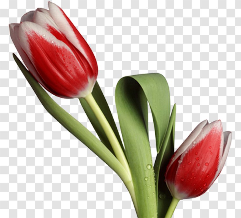 Tulip - Flowering Plant - Still Life Photography Transparent PNG