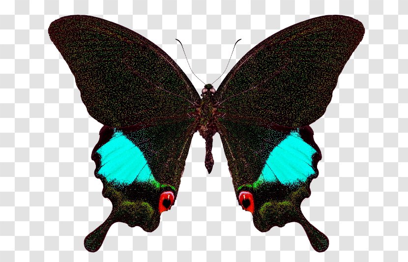 Papilio Karna Lime Butterfly Paris Peacock - Ulysses Transparent PNG