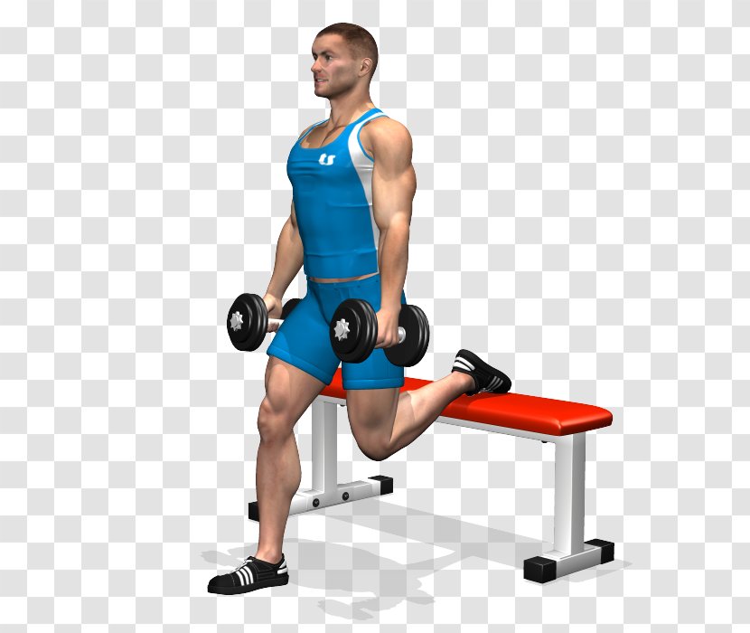 Squat Exercise Quadriceps Femoris Muscle Dumbbell - Watercolor Transparent PNG