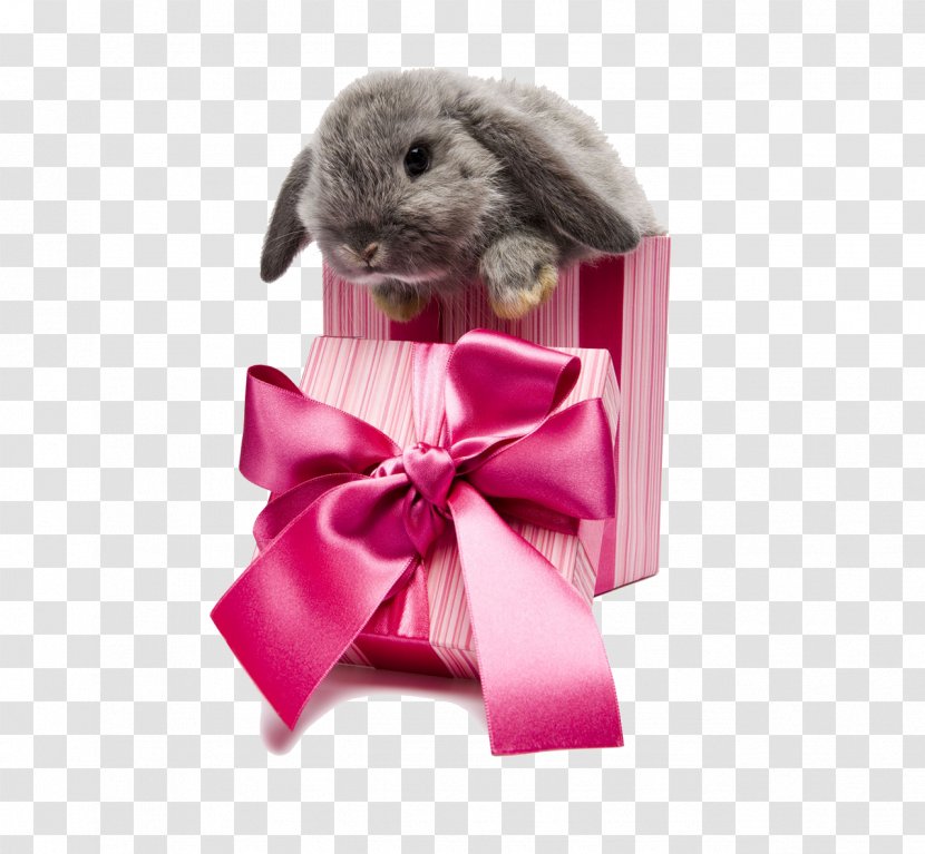 Easter Bunny Rabbit Gift Box Pet - Chocolate Transparent PNG
