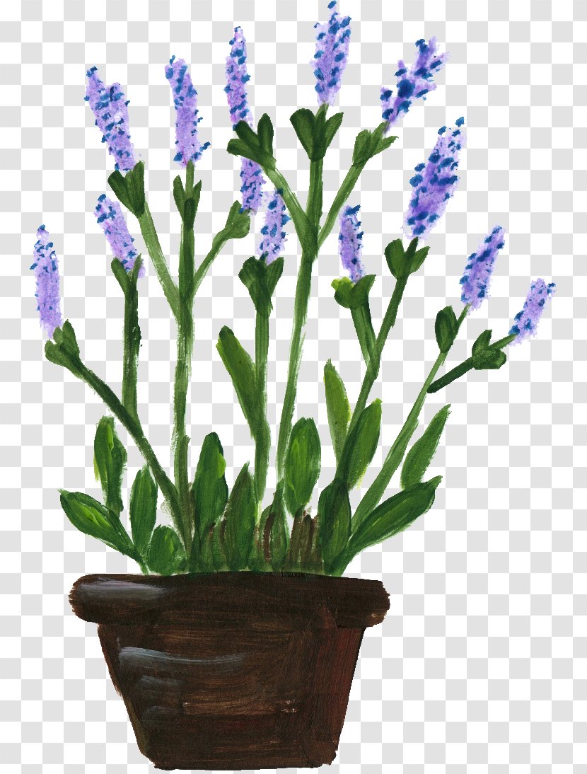 English Lavender Lavandula Dentata French Flowerpot - Flowering Plant - Flower Pot Transparent PNG