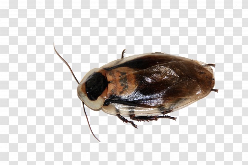 Cockroach Insect Pest Blattodea Live Food - Flea Transparent PNG