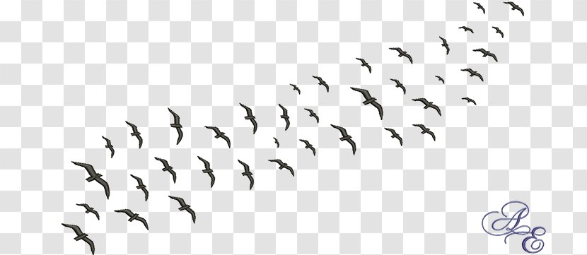 Bird Migration Flock Common Starling Beak - Text Transparent PNG