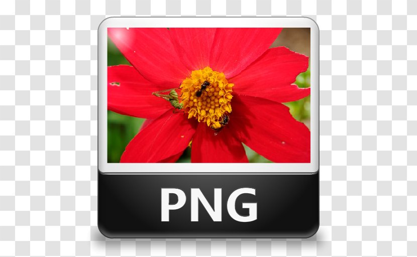 JPEG File Interchange Format - Daisy Family - Type Icon Transparent PNG