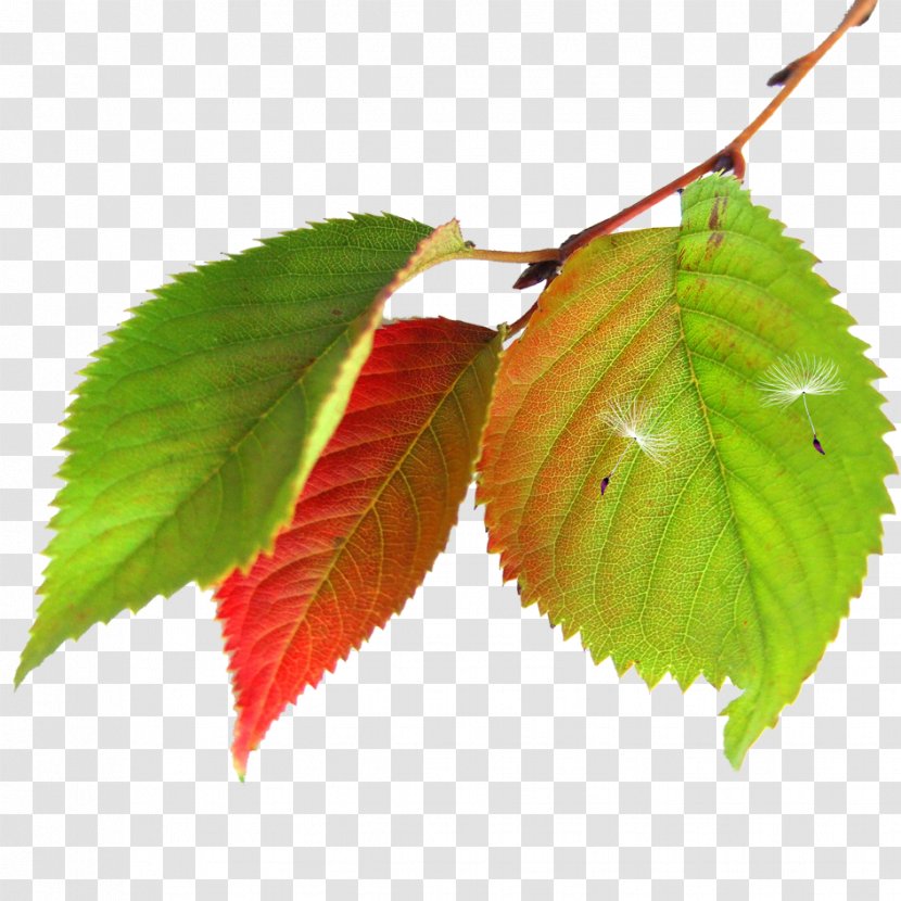 Maple Leaf Autumn - Green Leaves Transparent PNG