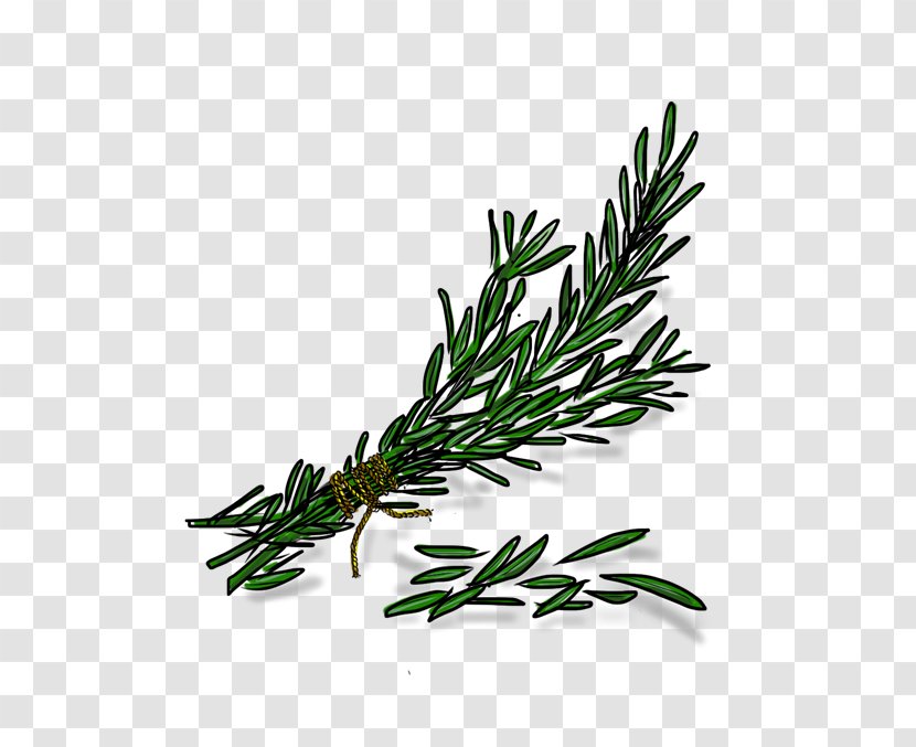 Twig Plant Stem Herbalism Rosemary - Branch Transparent PNG
