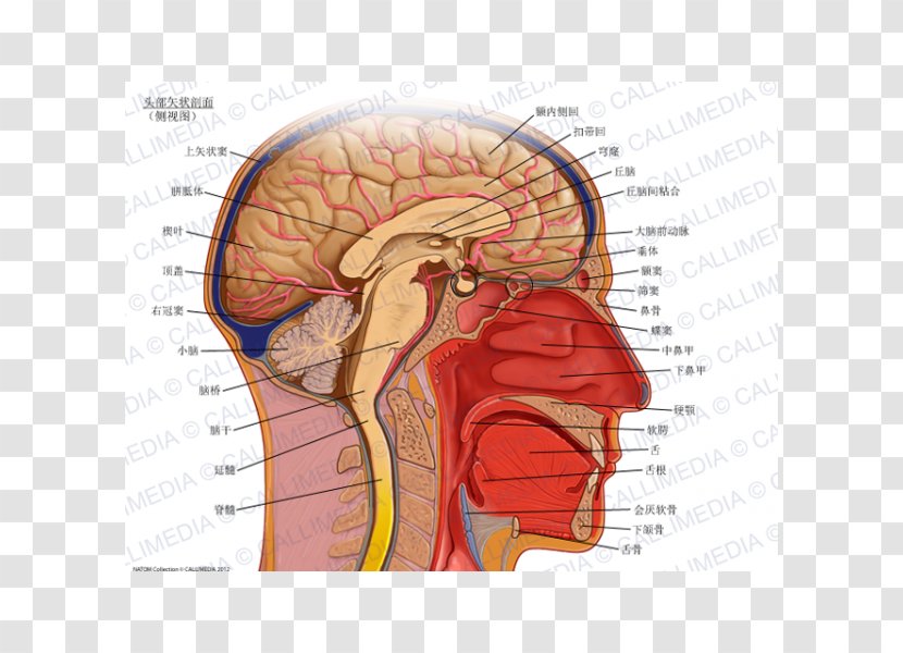 Sagittal Plane Anatomy Coronal Transverse Head - Watercolor - Brain Transparent PNG