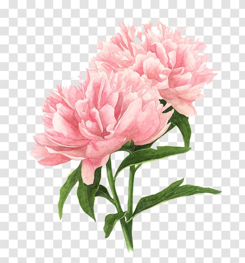 Peony Drawing Watercolor Painting Pink Flowers Transparent PNG