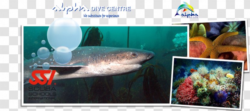Fish Aquarium Marine Biology Sodwana Bay Underwater - Alpha Dive Centre Transparent PNG