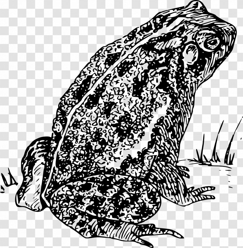 Frog And Toad Clip Art - Amphibian Transparent PNG