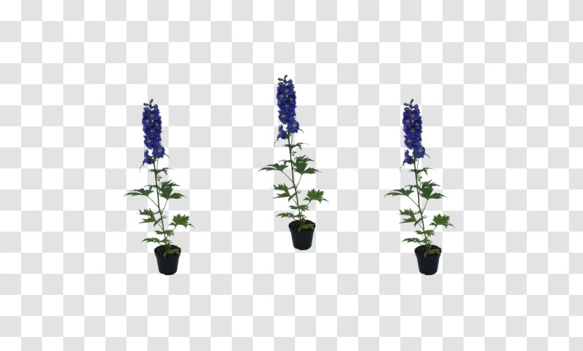 Cut Flowers Cobalt Blue Lavender - Delphinium Transparent PNG