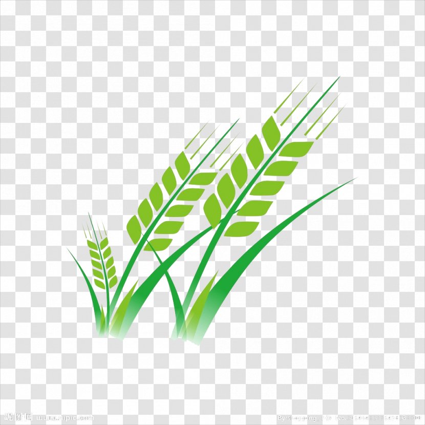 Wheat - Grass Family - Green Transparent PNG