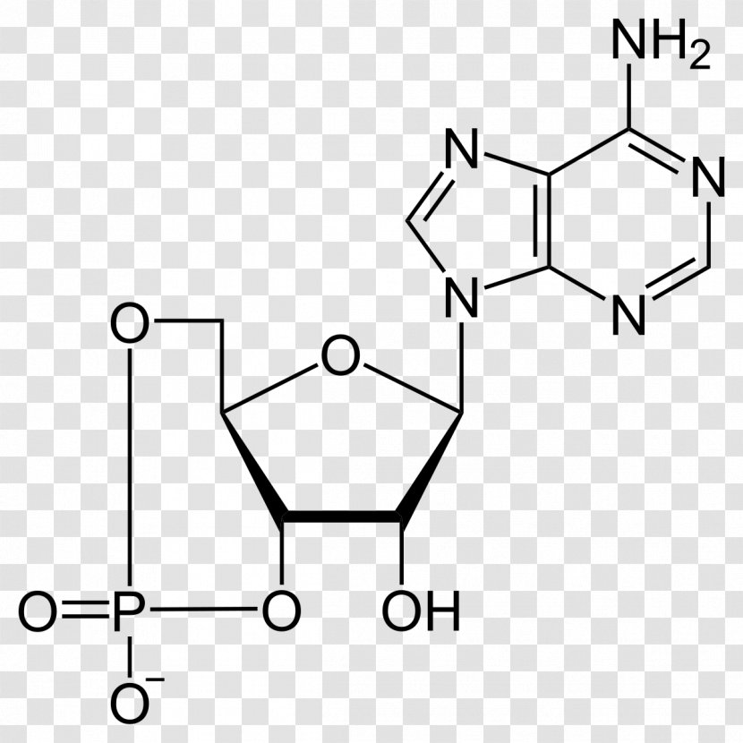 Cyclic Adenosine Monophosphate Triphosphate Energy Chemical Bond Transparent PNG