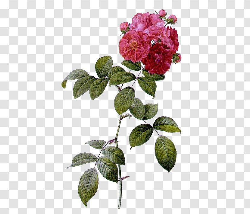 Multiflora Rose Les Roses French Beach Shining - Moss - Flower Transparent PNG