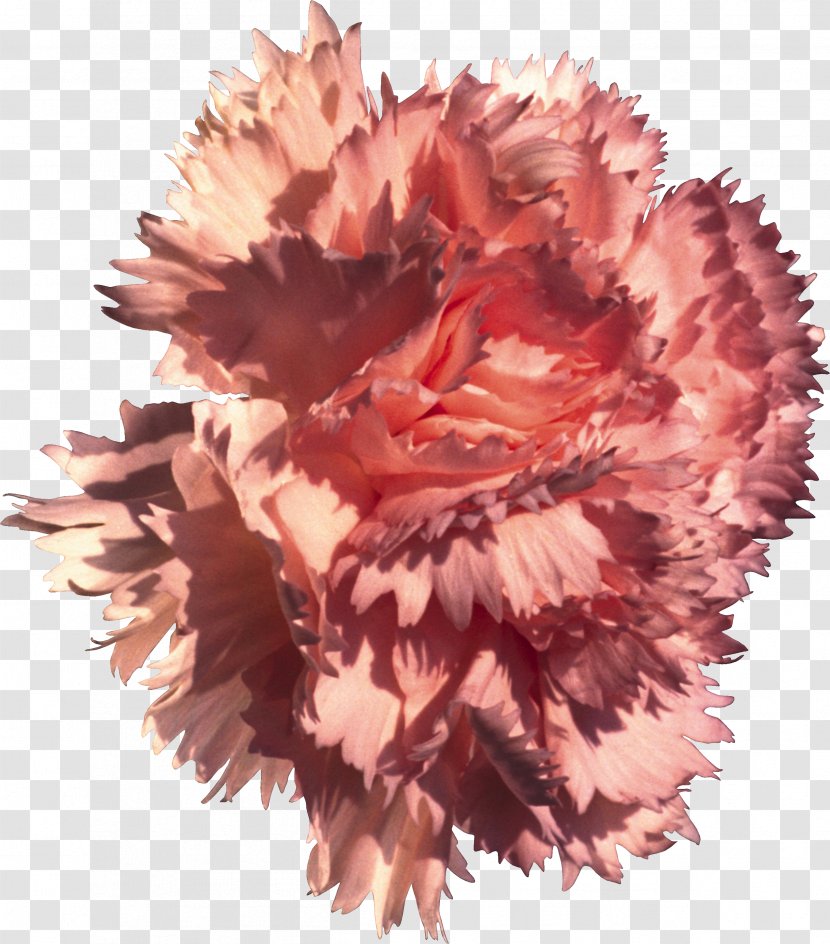 Carnation Flower Dianthus Chinensis Pink Nature - World - CARNATION Transparent PNG