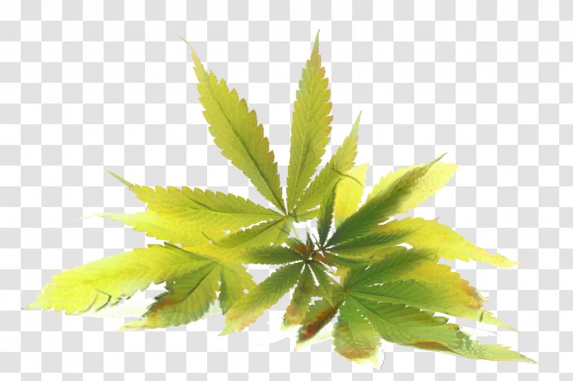 Cannabis Leaf Background - Houseplant - Perennial Plant Cinquefoil Transparent PNG