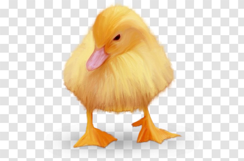Duck Chicken Domestic Goose Zwierzęta Hodowlane - Yellow Transparent PNG