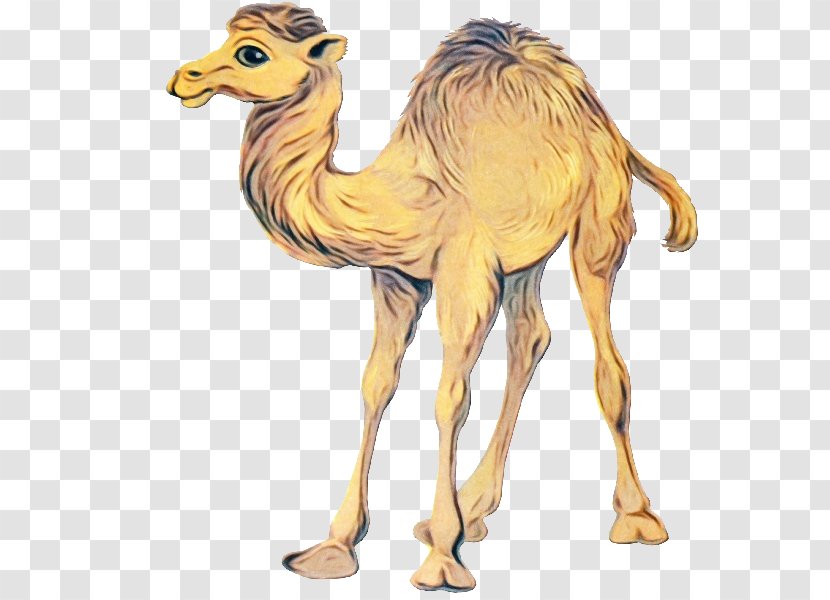 Train Cartoon - Arabian Camel - Fawn Livestock Transparent PNG