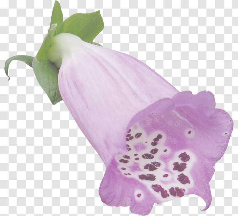 Flowering Plant - Purple Transparent PNG