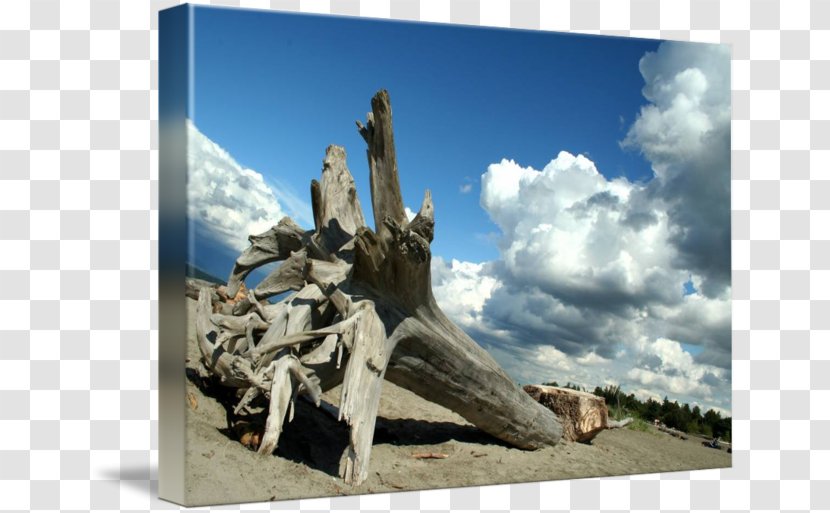 Statue Tree Memorial Stock Photography Driftwood - Sky Transparent PNG
