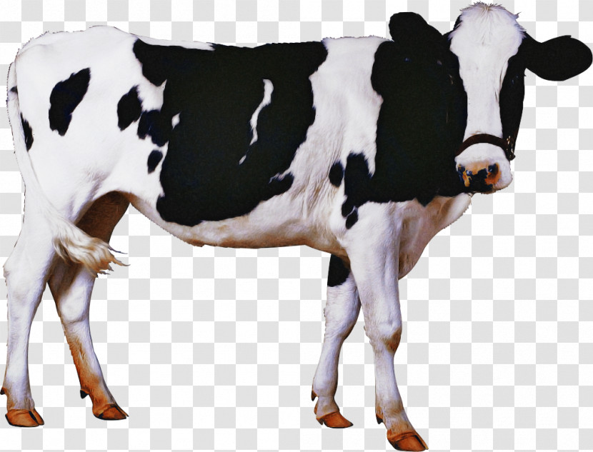 Calf Milk Holstein Friesian Cattle Livestock House Cow Transparent PNG