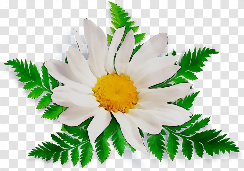 Chamomile Opioid Epidemic Image Medical Cannabis - Flower - Petal Transparent PNG