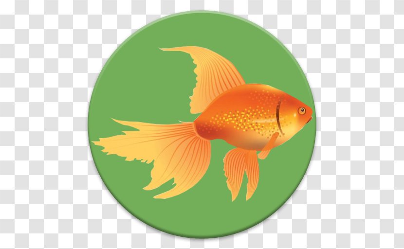 Goldfish Feeder Fish Fin Tail - عید مبارک Transparent PNG
