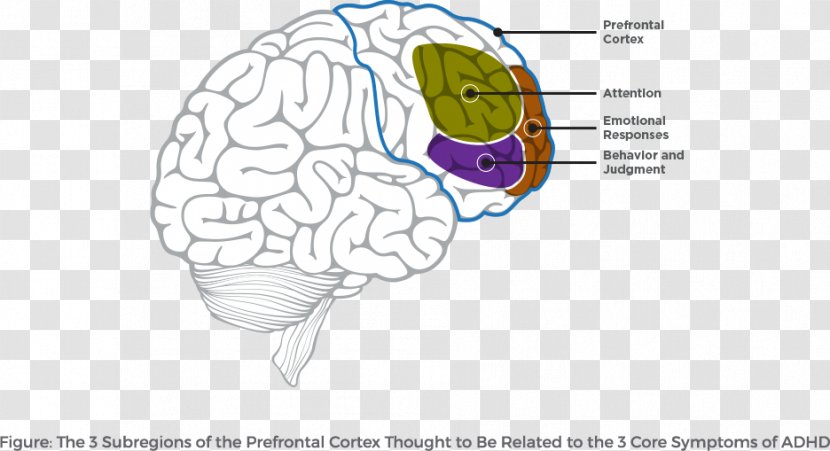 Lobes Of The Brain Attention Deficit Hyperactivity Disorder Prefrontal Cortex Frontal Lobe - Tree Transparent PNG
