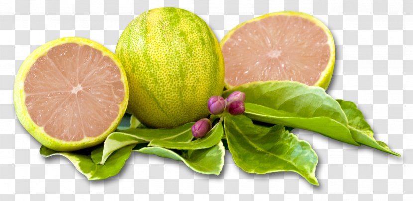 Santa Paula Variegated Pink Lemon Lemonade Limoneira - Fruit Tree Transparent PNG