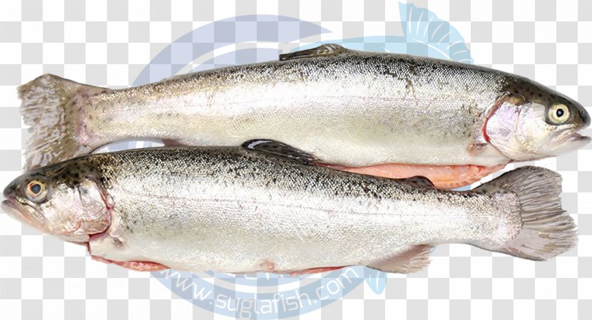 Sardine Fish Products Coho Salmon Capelin Oily - Barramundi Transparent PNG